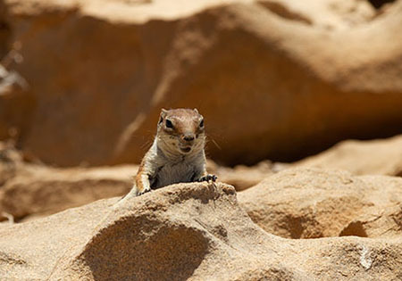 photo of baby ground squirrel