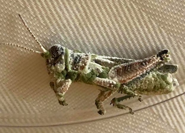 Lab Article Grasshopper