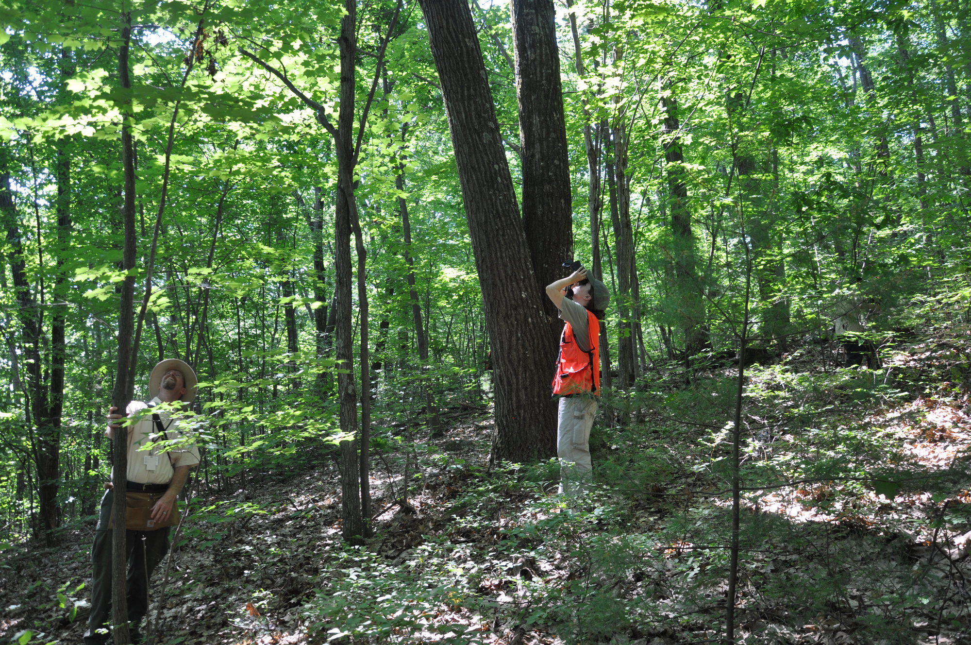 Employees in forested area surveying trees for Asian longhorned beetle