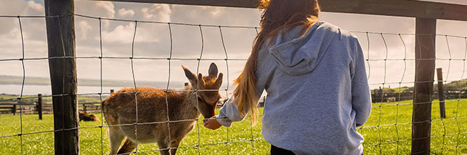 photo of a girl feeding a deer behind a fence