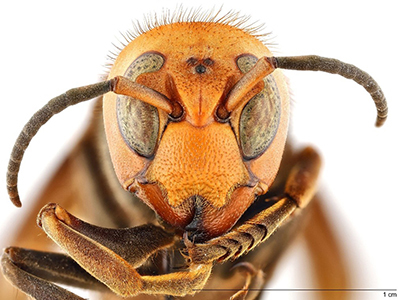 northern giant hornet formerly known as Asian giant hornet