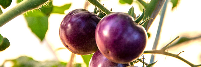 photo of purple tomatoes