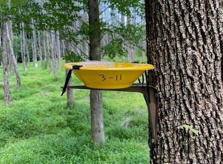 Yellow pan traps are used to recover parasitoid wasps at release sites, photo by Ryan Bohannon, NC State University