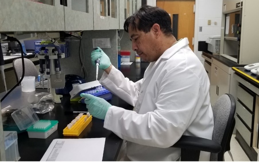 Photo of Biological Scientist Terrance Todd performing a Polymerase chain reaction test on DNA extracted from captured tephritid flies