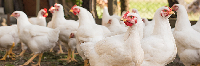 photo of commercial flock of chickens
