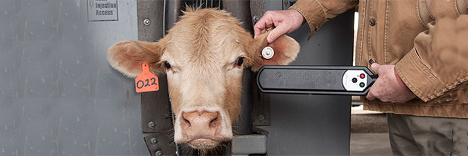 cow with an RFID tag