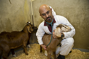 veterinarian with goats