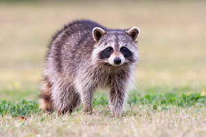 raccoon