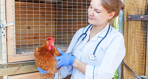 photo of a vet holding a chicken