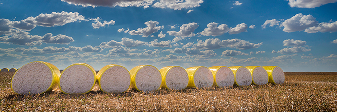 Bales of cotton on a field.