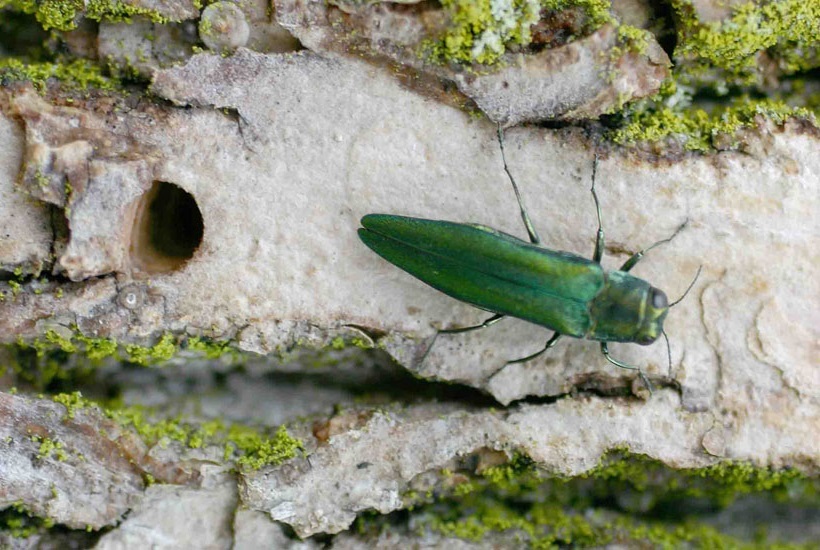 Emerald ash borer adult beetle next to D shaped exit hole