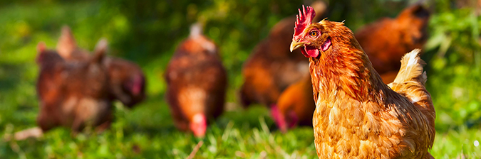 chickens