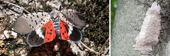 photos of spotted lanternfly and egg mass