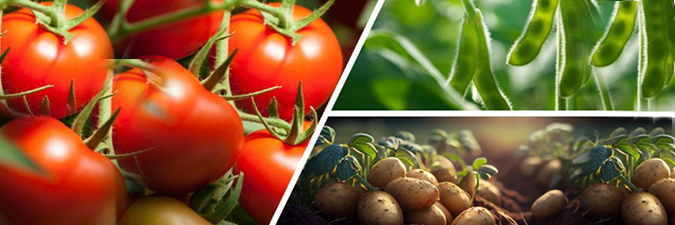 photos of tomatoes, potatoes and beans