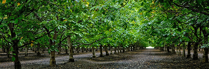 photo of a grove of walnut trees