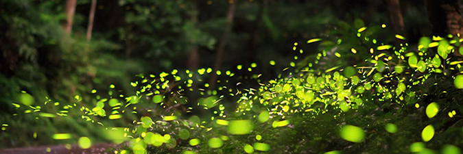 photo of glowing light bio petunias