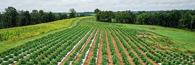photo of a hemp field