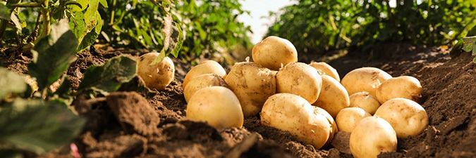 photo of potatoes in a field