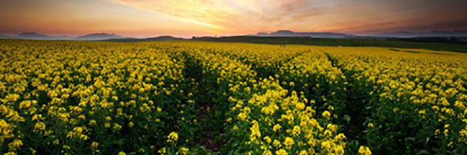 photo of an agricultural field of yellow flowers