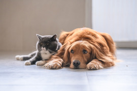 dog and cat sitting next to one another on the floor