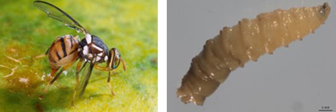 side by side photos of a fruit fly (left) and a screwworm larva (right)