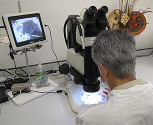 Scientist looks for plant pests under a microscope in a laboratory.