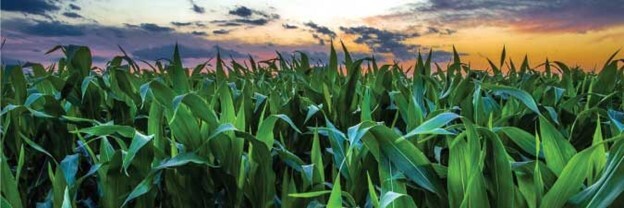 photo of a field of corn
