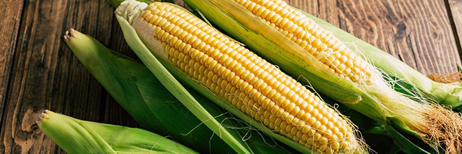 close up photo of corn on the cob