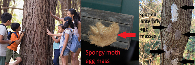 collage images of a teacher and students examining a tree (left), closeup of an egg mass on a piece of wood (center) and egg masses on a tree (right)
