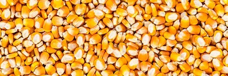 close up photo of corn kernals