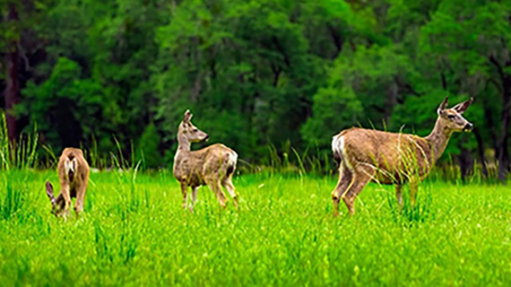 photo of deer grazing in a green field
