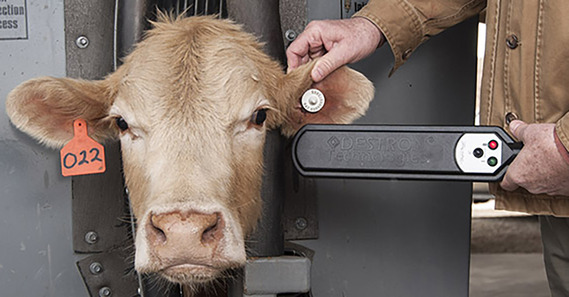 cow with an electronic ear tag, and a person with an electronic reader