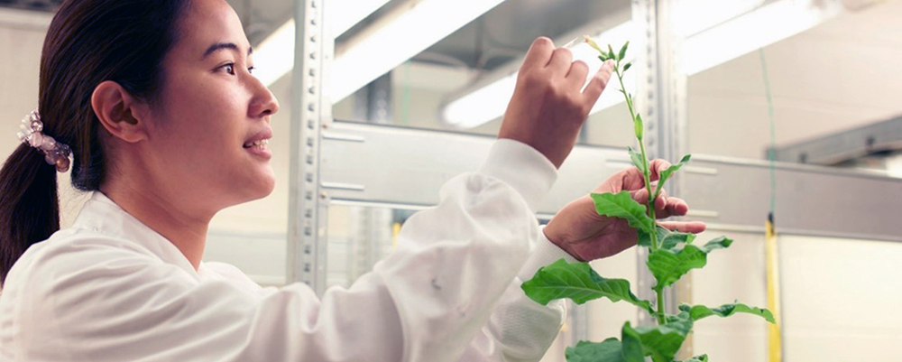 scientist inspecting a plant