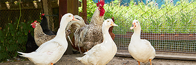 backyard flock of chickens and ducks