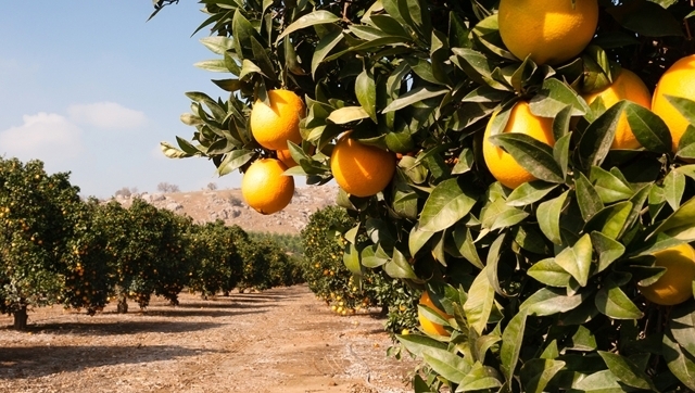 Orange grove