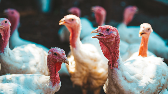 close up image of a flock of turkeys