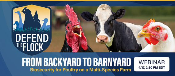 Avian Health webinar header