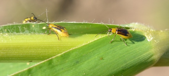 Insects on an ear of corn