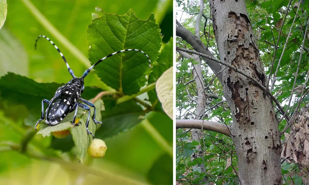 APHIS Declares August is “Tree Check Month,” Asks Public to Check Trees ...