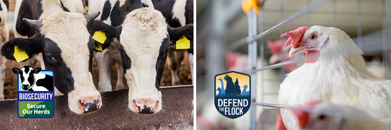 Secure Our Herds and Defend the Flock webinar banner