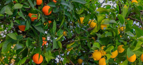 Carrizo Citrus Rootstock