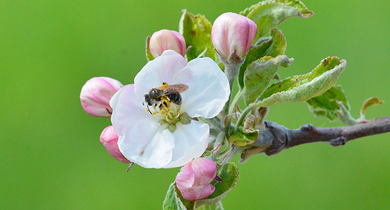 A bee on an apple flower 