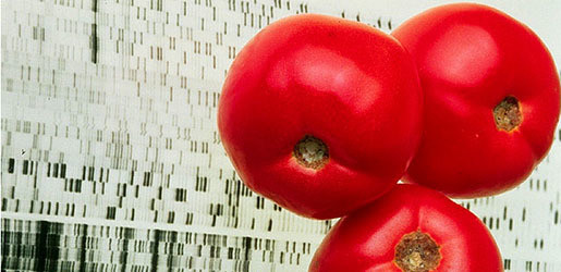 Tomatoes on a DNA map 