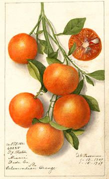 Wester Calamondian Orange