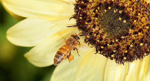 Honey bee on a sunflower