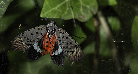 Adult spotted lanternfly
