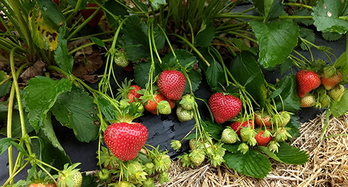 Keepsake Strawberries