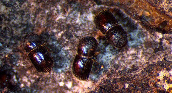 Ambrosia beetles
