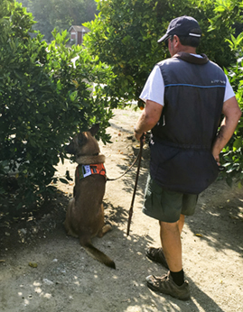 Detector dog and handler in an orchard