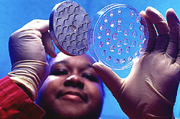 Ashaki Shropshire simultaneously tests 32 separate Bacillus thuringiensis isolates using a pin inoculator.